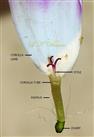  Ray floret with stigma and pappus